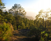 theHawk-web-canaria