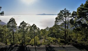 theHawk-web-canaria