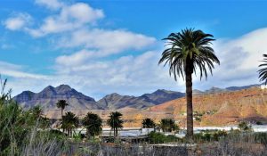 theHawk-web-canaria