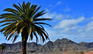 theHawk-web-canaria