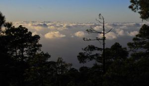 theHawk-web-canaria